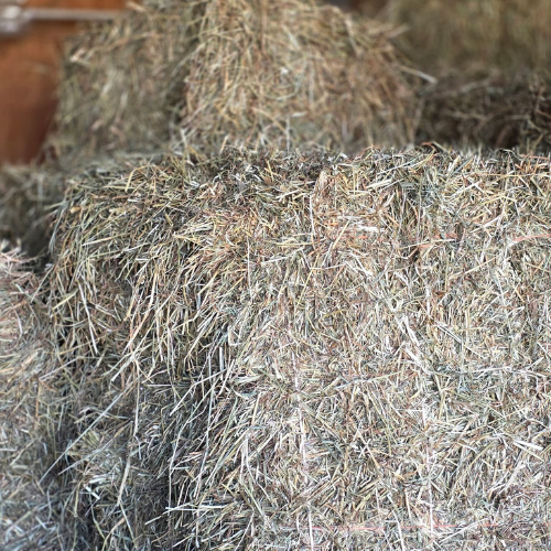Bales of hay stacked in a barn with a wooden wall in the background. The hay's texture is prominent, creating a rustic, agricultural feel.