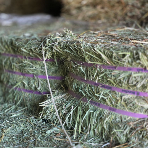 Close-up of a hay bale bound with purple twine, showcasing green and dry straw textures. The setting is rustic, conveying a farm-like atmosphere.