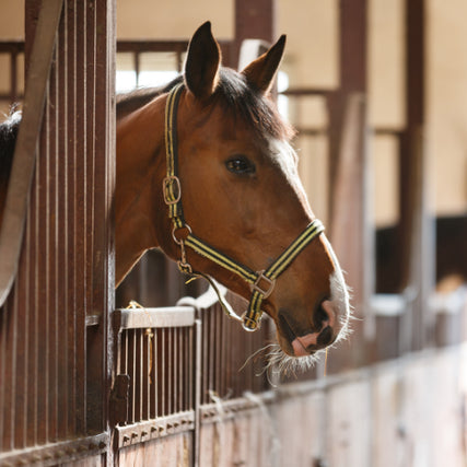 Horse Feed & SuppliesA brown horse with a striped halter leans its head over a wooden stable door, bathed in soft light, conveying a calm and serene atmosphere.
