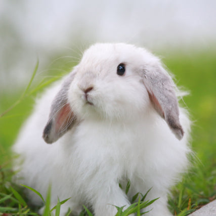 Small Animal Food & SuppliesA fluffy white rabbit with soft ears sits on fresh green grass, gazing curiously to the side. The scene conveys a peaceful, gentle tone.