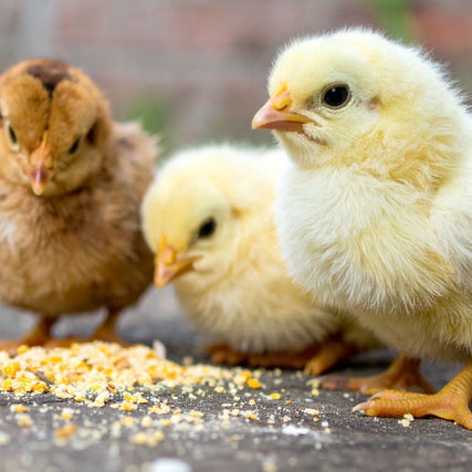Baby ChicksThree fluffy chicks with yellow and brown feathers peck at scattered grains on the ground, conveying a sense of innocence and curiosity.