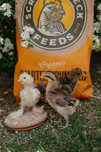 Scratch and Peck Feeds Starter Crumble 35 lbs